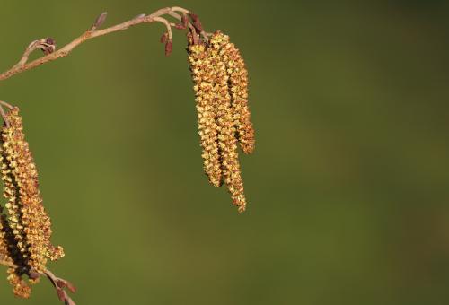 A close up of the alder tree